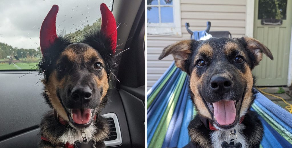 collage of a smiling puppy | Lucifer the Rescue Pup’s Story
