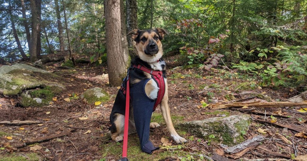 dog sitting outside in fall leaves | 4 Dog-Friendly Experiences You Must Try This Fall (According to Lucifer)