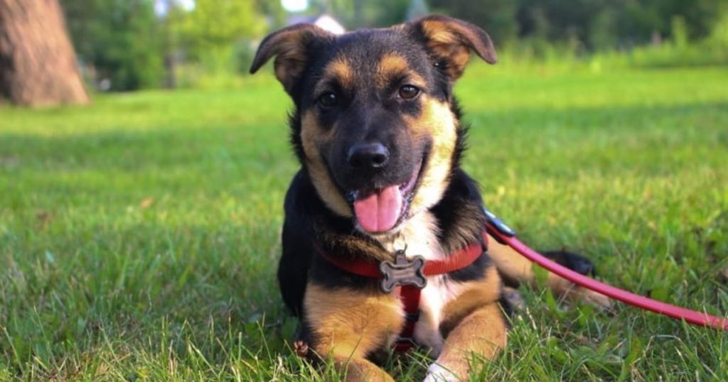 puppy laying outside in the grass on leash | Are You Ready to Adopt a Rescue Dog?