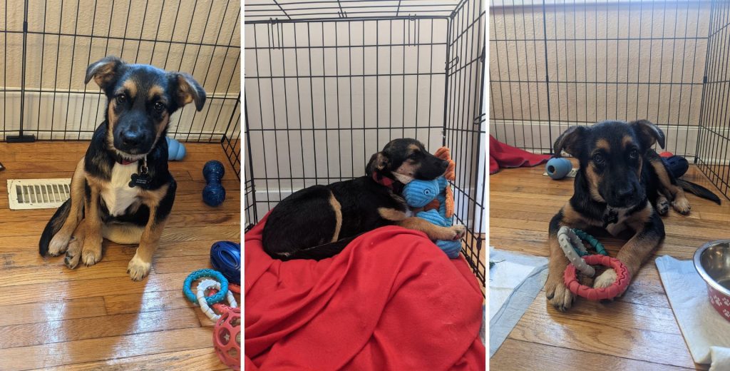 three pictures of a young puppy in a pen | Lucifer the Rescue Pup’s Story