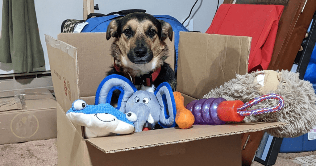 dog in a box with toys | Lucifer’s Holiday Gift Guide for Rescue Dogs