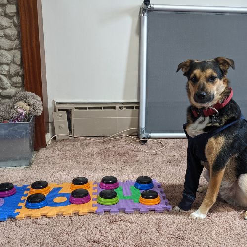 talking buttons | Lucifer’s Holiday Gift Guide for Rescue Dogs