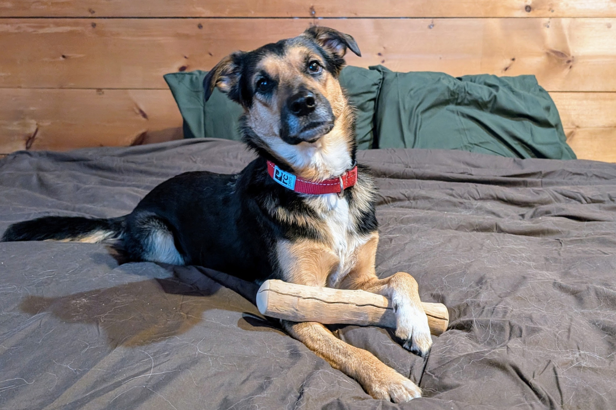 german shepherd dog holding a coffee wood chew | How to Create a Fear-Free Space at Home