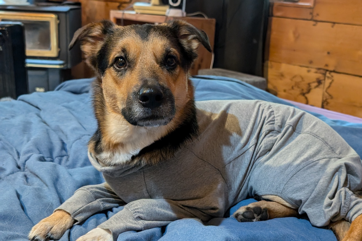 german shepherd dog lying on the bed wearing recovery overalls from paikka | How to Create a Fear-Free Space at Home