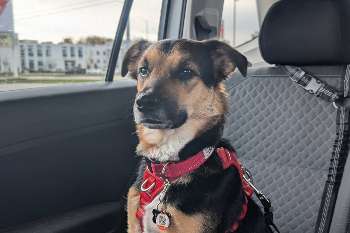 german shepherd dog riding in the back seat of a vehicle | Tips for Road Trips with a Reactive Dog
