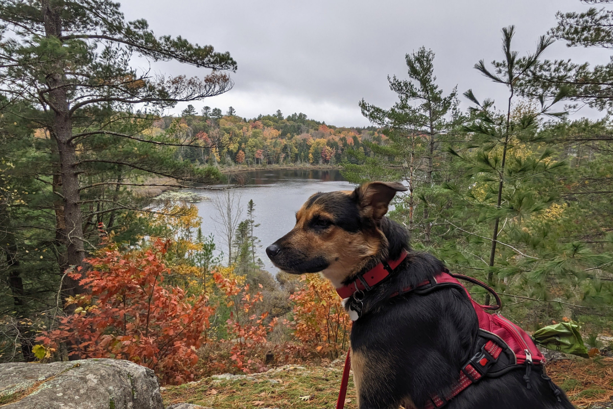 german shepherd dog sitting at a look out on a trail at silent lake provincial park