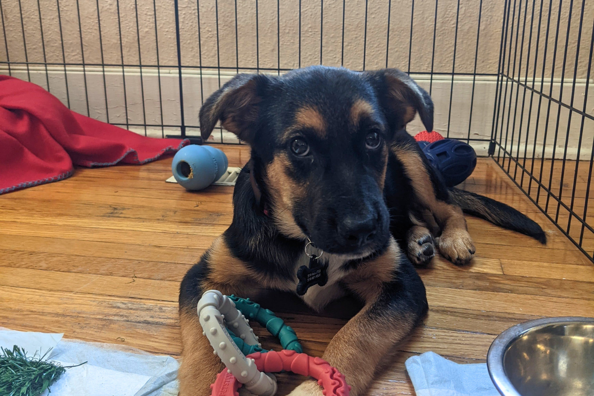 german shepherd puppy lying on the ground holding its toys | How to Create a Fear-Free Space at Home
