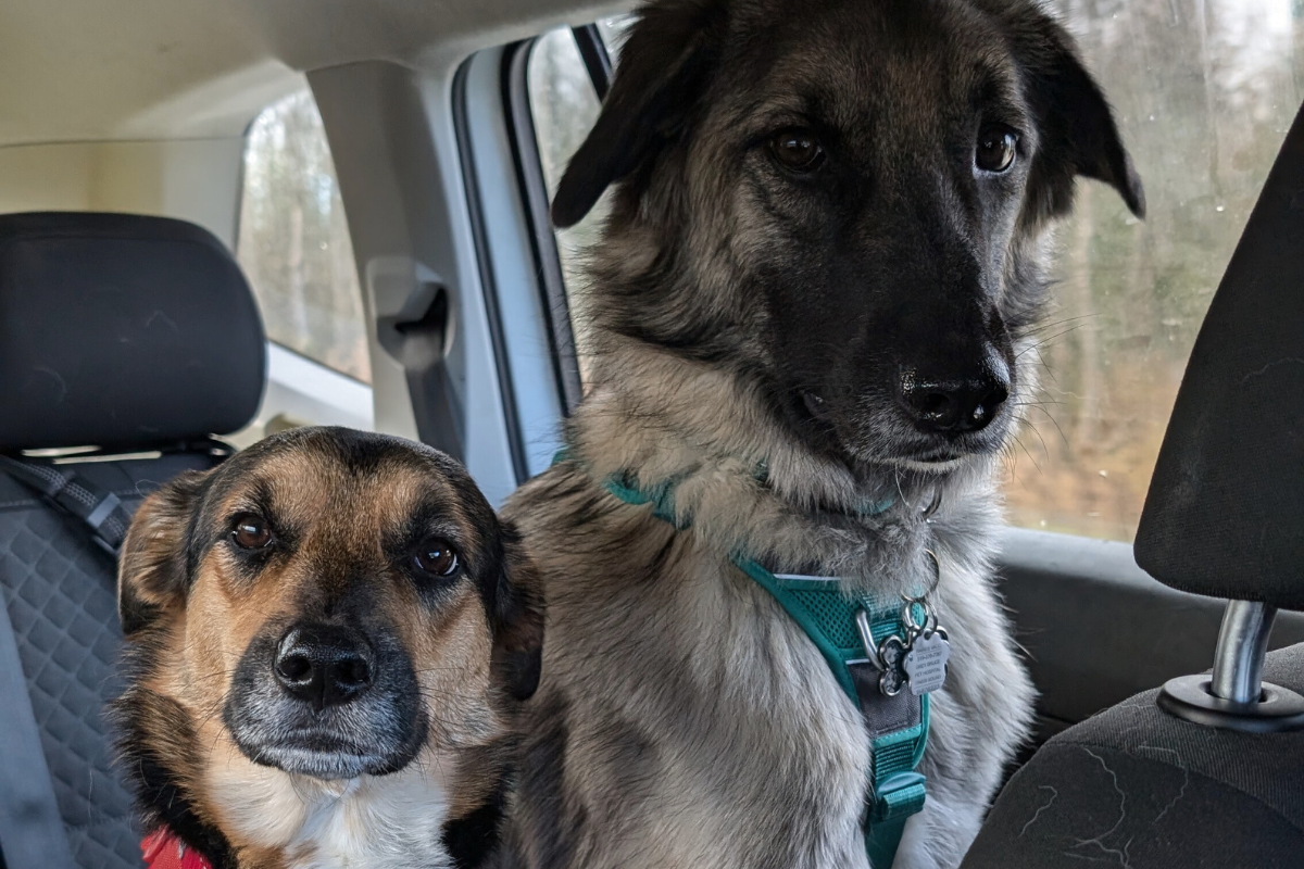 two dogs sitting side by side in the backseat of a vehicle | Tips for Road Trips with a Reactive Dog