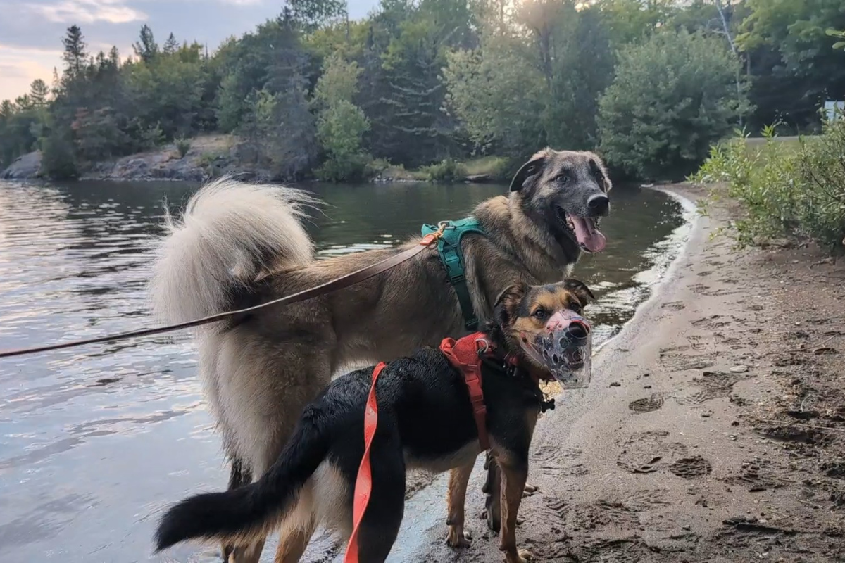 two dogs standing side by side near the water one wearing a muzzle | Mia’s Muzzles | The Adventurer Muzzle: Our Go-To Muzzle for Comfort and Safety