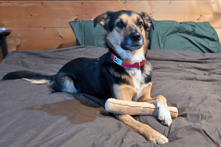 photo of a small german shepherd mix laying on a bed holding a wood chew