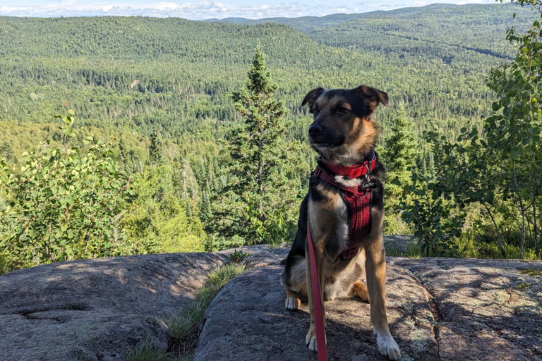a photo of a small german shepherd dog sitting at a trail look out beside a view of trees